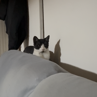 可愛いハチワレちゃん