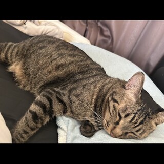 メスとオスの2匹です。