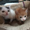 洋猫ミックス甘えん坊1カ月半茶白＆白玉兄弟 サムネイル6