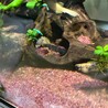 ハチた