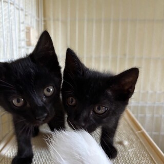 黒猫の子猫2匹で里親募集中！