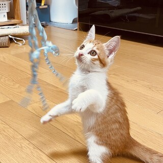 元気な茶トラの男の子☆エルくん