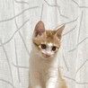 元気な茶トラの男の子☆エルくん サムネイル2