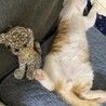 元気な茶トラの男の子☆エルくん サムネイル3