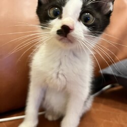 保護猫譲渡会@深北緑地 サムネイル2