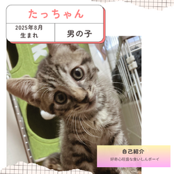 保護猫譲渡会@深北緑地 サムネイル3