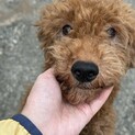 8歳くらいのプードルの中型犬の男の子♂