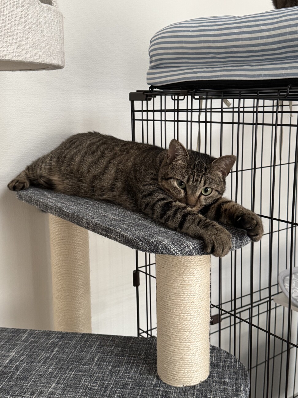 ビビりでやんちゃなキジトラ女の子 サムネイル2