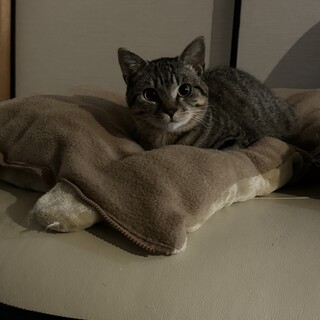 ビビりでやんちゃなキジトラ女の子