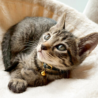 募集停止ゴロスリ育てやすい優等生★モズ