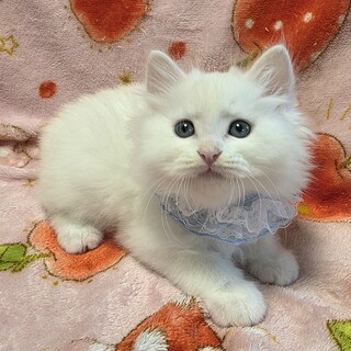 30匹を超える連続遺棄♡新之助くん♡