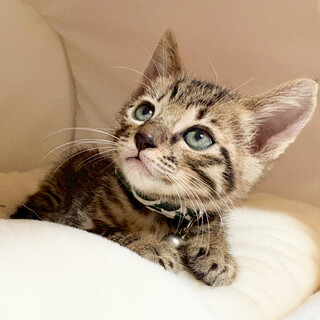 お利口さんでマイペースな性格★カフカ