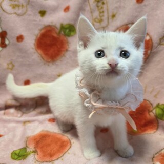 30匹を超える連続遺棄♡さやかちゃん♡