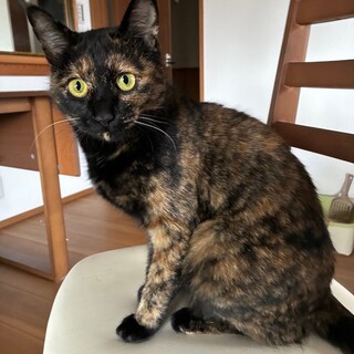 人懐っこい良い子です。カワイイ サビ猫！保護猫　