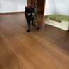 人懐っこい良い子です。カワイイ サビ猫！保護猫　 サムネイル3