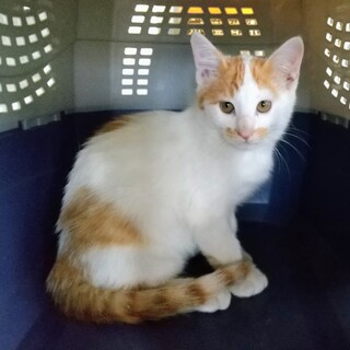 とても元気で甘えん坊の男の子です！