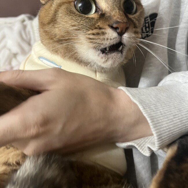 メルこのカバー写真