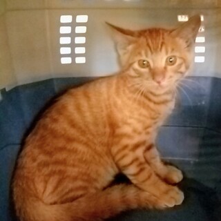 とても元気で甘えん坊の男の子です！