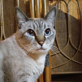 行き場を失いかけているシロちゃんの里親様を募集中