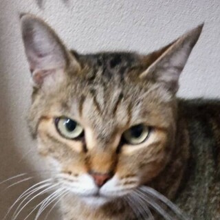 トラちゃん、里親募集中です。 