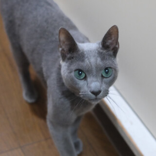 とても人懐っこいロシアンブルー♂