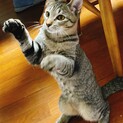大きなお耳がチャームポイントのネオくん（仮名）