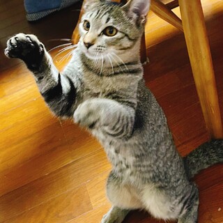 大きなお耳がチャームポイントのネオくん（仮名）