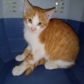 とても元気で甘えん坊の男の子です！