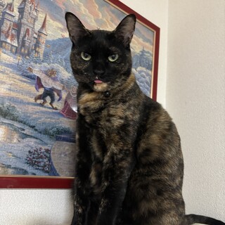 サビ猫の女の子☆2023年4月20日生