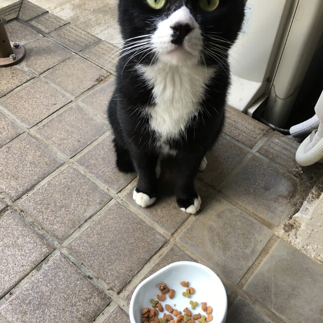 エコルとチャップのカバー写真