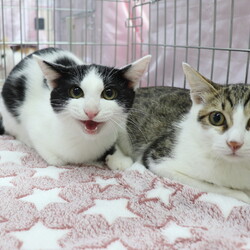 西宮保護ねこ かぎしっぽ主催譲渡会 サムネイル3