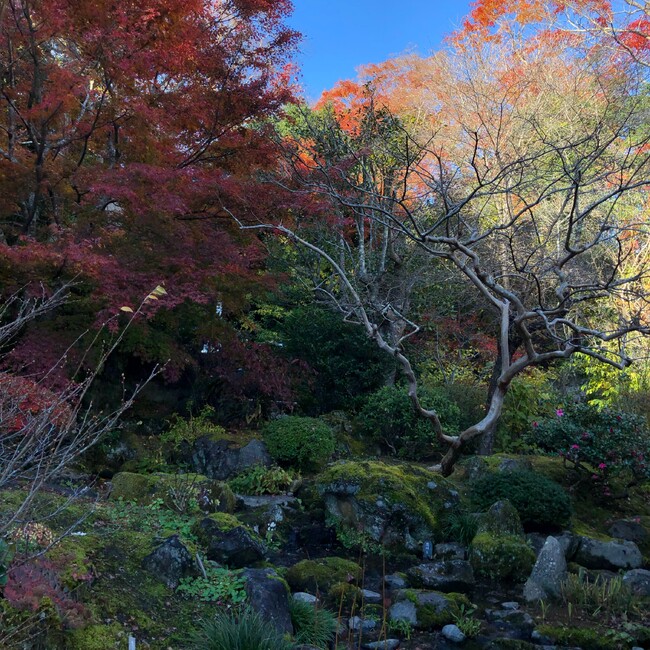 キウィさんのカバー写真
