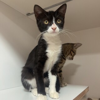 只今お話し中！ゴロスリな子