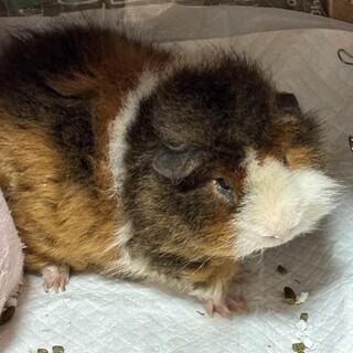 モルモットの里親募集