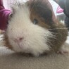 モルモットの里親募集 サムネイル4