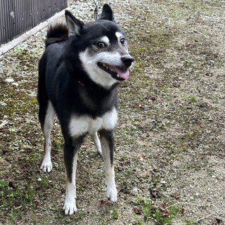 ツンデレ黒柴　男の子