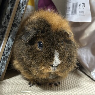 モルモットの里親募集