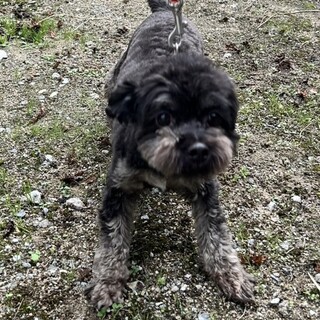 チワプーの　男の子　２歳