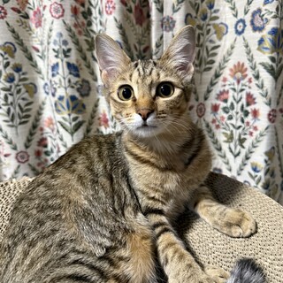 里親さん、募集中!(5ヶ月、女の子)