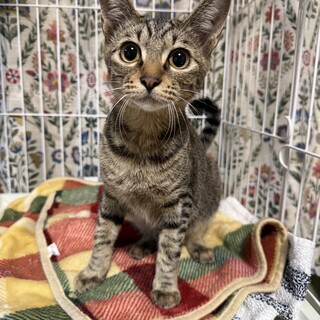 里親さん、募集中！(5ヶ月の女の子)