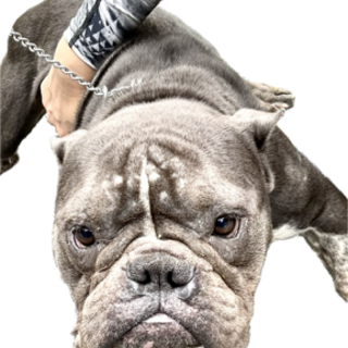 エキゾチック　ブリー