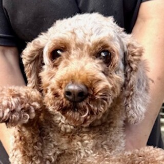 プードルの女の子