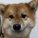 一緒に遊んで柴犬諭吉