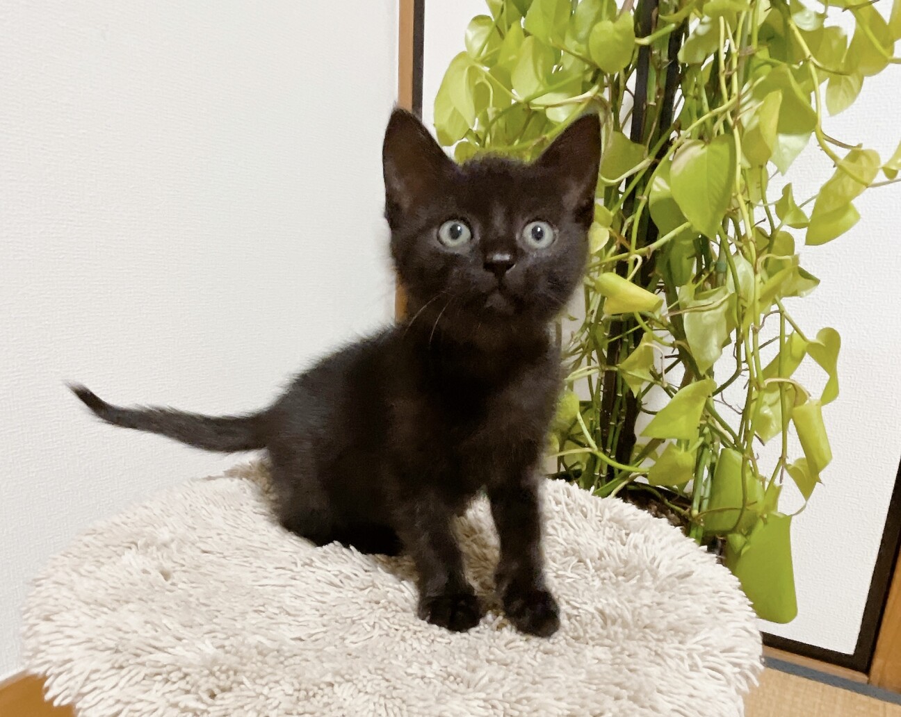 ねこままさま専用♡注文ページ 楽天市場】【100円OFFクーポン付】折りたたみ式 猫 ベッド 犬