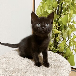 2ヶ月◼️早期去勢手術チップ済◼️黒♂ 1/2