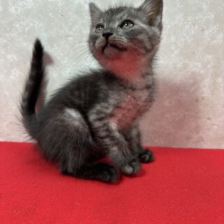 スモーク好き必見！温厚な性格で慎重に甘える❤バロン