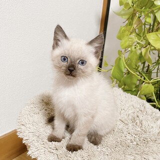 2ヶ月◼️早期去勢手術チップ済◼️シャム系♂2/2