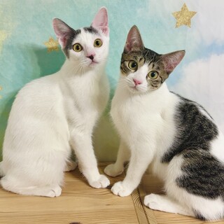 【12/7三田】元気いっぱいふわふわ甘えん坊姉妹