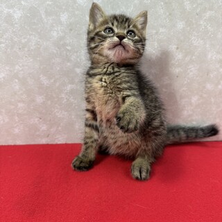 ボール1つで2時間遊ぶ❗️省エネタイプ❤福ちゃん