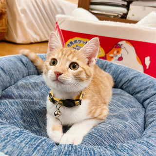 3ヶ月◼️早期去勢手術チップ済◼️茶白♂